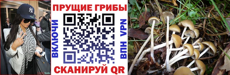 hydra рабочий сайт  Удачный  Галлюциногенные грибы Psilocybine cubensis 